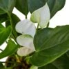 Anthurium ‘White’ -Green Thumb Nursery 8582c3da 7e3d 5820 b1cd 3f6d8a01956e