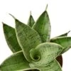 Snake Plant Starlight -Green Thumb Nursery 85fa6c55 5bde 5343 868b b04f778c0100