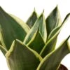 Snake Plant Black Gold -Green Thumb Nursery 86cfd476 a733 5b95 92e9 029ede915bd4