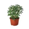 Schefflera Moonlight ‘Umbrella Plant’ -Green Thumb Nursery 8b8085d0 84e8 5542 aee1 f3c0d4143ee7 removebg preview