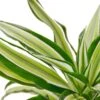 Dracaena ‘Malaika’ -Green Thumb Nursery 90a529b5 caaa 5995 86a1 e551c8532414