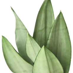 Snake Plant Moonshine – 4″ Pot – NURSERY POT ONLY -Green Thumb Nursery 972c2a21 3a86 50fc ad65 0c43740a1701 c37124e3 9b06 499e be58 b28aad67bb37