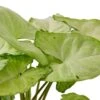 Syngonium White Butterfly -Green Thumb Nursery 9c4c4da1 037d 5bad 88dd 4d6ffbcbf84b