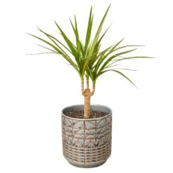 Dracaena Marginata Cane -Green Thumb Nursery DracaenaMarginataCane Navarro