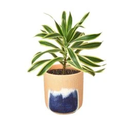 Dracaena ‘Song Of India’ -Green Thumb Nursery Dracaena Song Of India Huey