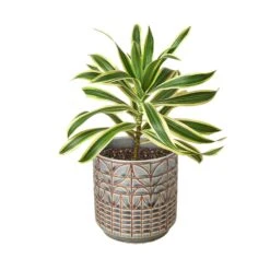 Dracaena ‘Song Of India’ -Green Thumb Nursery Dracaena Song Of India Navarro