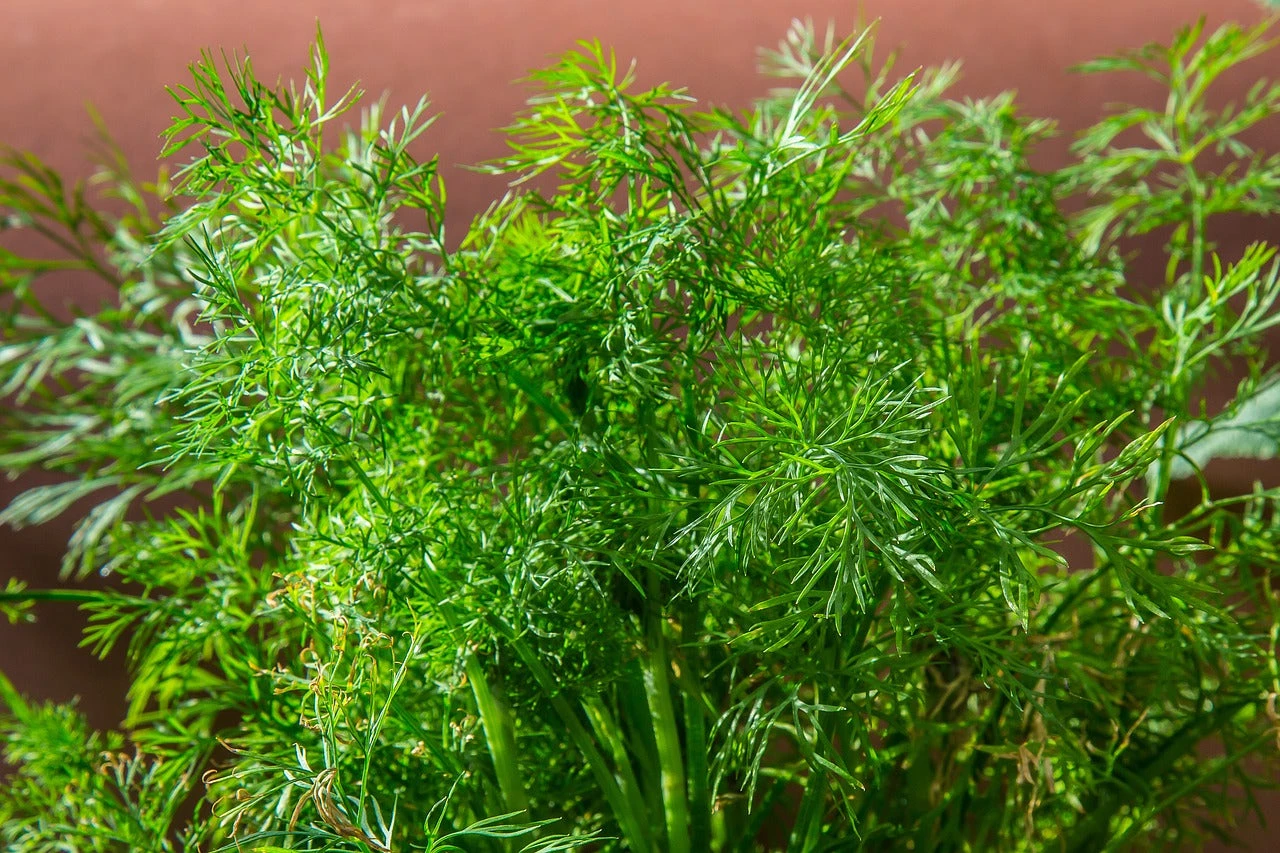 Green Thumb Nursery -Green Thumb Nursery Food Dill Herb Kitchen Herb Cucumber Herb Aromatic 2310268