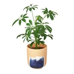 Huey Planter – 5 Inch
