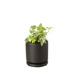 English Ivy ‘Glacier’ -Green Thumb Nursery Ivy Glacier black round