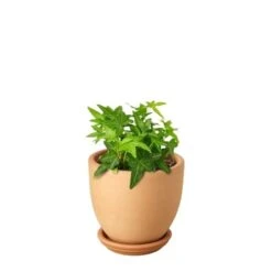 English Ivy Green California -Green Thumb Nursery Ivy Green Terra Cotta liberty bell