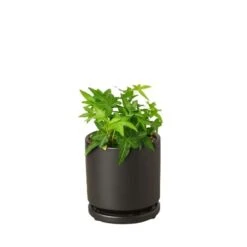 English Ivy Green California -Green Thumb Nursery Ivy Green black round