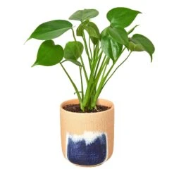 Philodendron Monstera Split-Leaf -Green Thumb Nursery Philodendron Monstera Huey