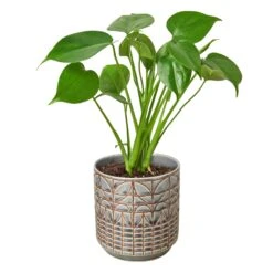 Philodendron Monstera Split-Leaf -Green Thumb Nursery Philodendron Monstera Navarro