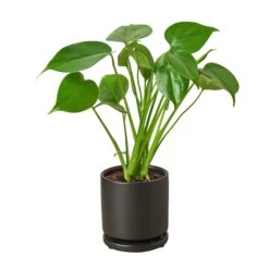 Philodendron Monstera Split-Leaf -Green Thumb Nursery Philodendron Monstera black round