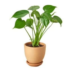 Philodendron Monstera Split-Leaf -Green Thumb Nursery Philodendron Monstera tappered
