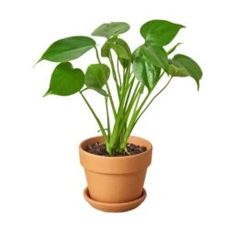 Philodendron Monstera Split-Leaf -Green Thumb Nursery Philodendron Monstera terra cota