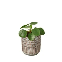 Pilea Peperomioides ‘Chinese Money’ -Green Thumb Nursery Pilea Peperomioides Navarro