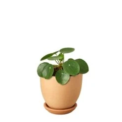 Pilea Peperomioides ‘Chinese Money’ -Green Thumb Nursery Pilea Peperomioides Terra Cotta liberty bell
