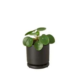 Pilea Peperomioides ‘Chinese Money’ -Green Thumb Nursery Pilea Peperomioides black round