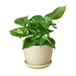 Pothos ‘Golden’ -Green Thumb Nursery Pothos Golden Fiber Pot d4b0e584 486d 4662 be5b 73dcafe1fb79