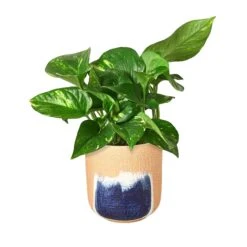 Pothos ‘Golden’ -Green Thumb Nursery Pothos Golden Huey