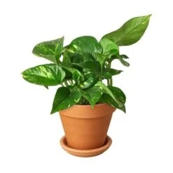 Pothos ‘Golden’ -Green Thumb Nursery Pothos Golden Terra Cotta