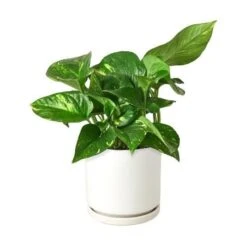 Pothos ‘Golden’ -Green Thumb Nursery Pothos Golden White Round