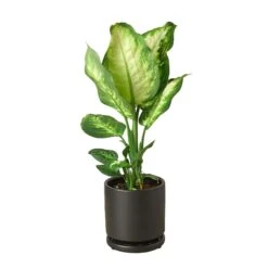 Dieffenbachia Camille -Green Thumb Nursery Pre Potted black round Cane
