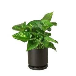 Pothos ‘Golden’ -Green Thumb Nursery Pre Potted black round Pothos