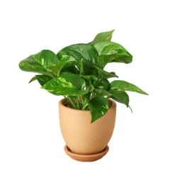Pothos ‘Golden’ -Green Thumb Nursery Pre Potted tappered Pothos
