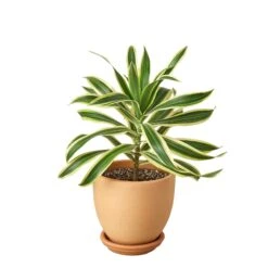Dracaena ‘Song Of India’ -Green Thumb Nursery Pre Potted tappered Song of India