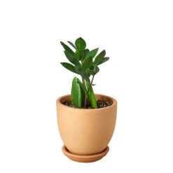 Zamioculcas Zamiifolia ZZ -Green Thumb Nursery Pre Potted tappered ZZ 7d6abab4 eb1f 4341 afc1 7445a70cc461