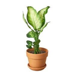 Dieffenbachia Camille -Green Thumb Nursery Pre Potted terra cota Cane