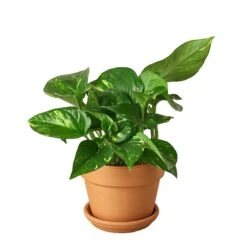 Pothos ‘Golden’ -Green Thumb Nursery Pre Potted terra cota Pothos