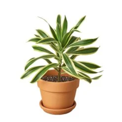 Dracaena ‘Song Of India’ -Green Thumb Nursery Pre Potted terra cota Song of India