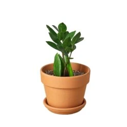Green Thumb Nursery -Green Thumb Nursery Pre Potted terra cota ZZ 9792d421 ff02 4a8f b75f 50a2ccf7c6bd