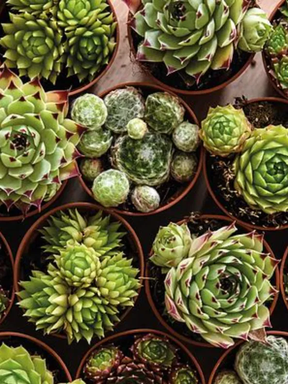 Green Thumb Nursery -Green Thumb Nursery Screen Shot 2022 01 05 at 4.36.00 PM