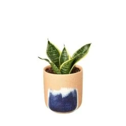 Snake Plant Laurentii Dwarf -Green Thumb Nursery Snake Laurentii dwarf Huey