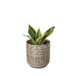 Snake Plant Laurentii Dwarf -Green Thumb Nursery Snake Laurentii dwarf Navarro