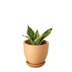 Snake Plant Laurentii Dwarf -Green Thumb Nursery Snake Laurentii dwarf Terra Cotta liberty bell