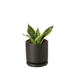Snake Plant Laurentii Dwarf -Green Thumb Nursery Snake Laurentii dwarf black round