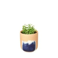 Succulent ‘String Of Dolphins’ -Green Thumb Nursery String of Dolphins Huey