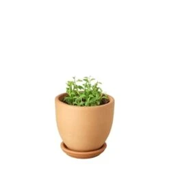 Succulent ‘String Of Dolphins’ -Green Thumb Nursery String of Dolphins Terra Cotta liberty bell