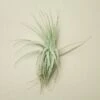 Tillandsia Air Plant Victoriana -Green Thumb Nursery T.Victoriana