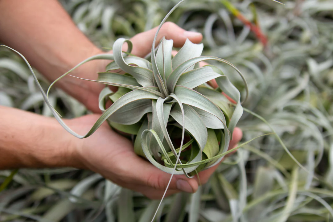 Green Thumb Nursery -Green Thumb Nursery Tillandsia Xerographica Air Plant 6