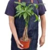 Money Tree ‘Guiana Chestnut’ Pachira Braid -Green Thumb Nursery a04e9b8c 4df5 52fb b18b 7c942a2aedb1 3ef934a6 019f 4e1c a773 2581a0a0b272
