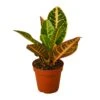 Croton Petra ‘Joseph’s Coat’ -Green Thumb Nursery a308e826 a219 57ef 829b 95b28057971e