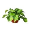 Philodendron ‘Brasil’ – 6″ Pot – NURSERY POT ONLY -Green Thumb Nursery a4b96f48 8a89 5f4e a259 419a663254f3 1b135d76 7b8f 447f bf47 43033f03c7d2