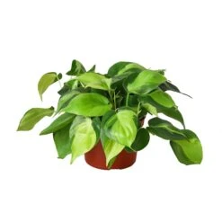 Philodendron ‘Brasil’ – 4″ Pot – NURSERY POT ONLY -Green Thumb Nursery a4b96f48 8a89 5f4e a259 419a663254f3 d3dc0d71 17b3 4018 a397 65d6198b2da8