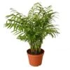 Parlor Palm – 6″ Pot – NURSERY POT ONLY